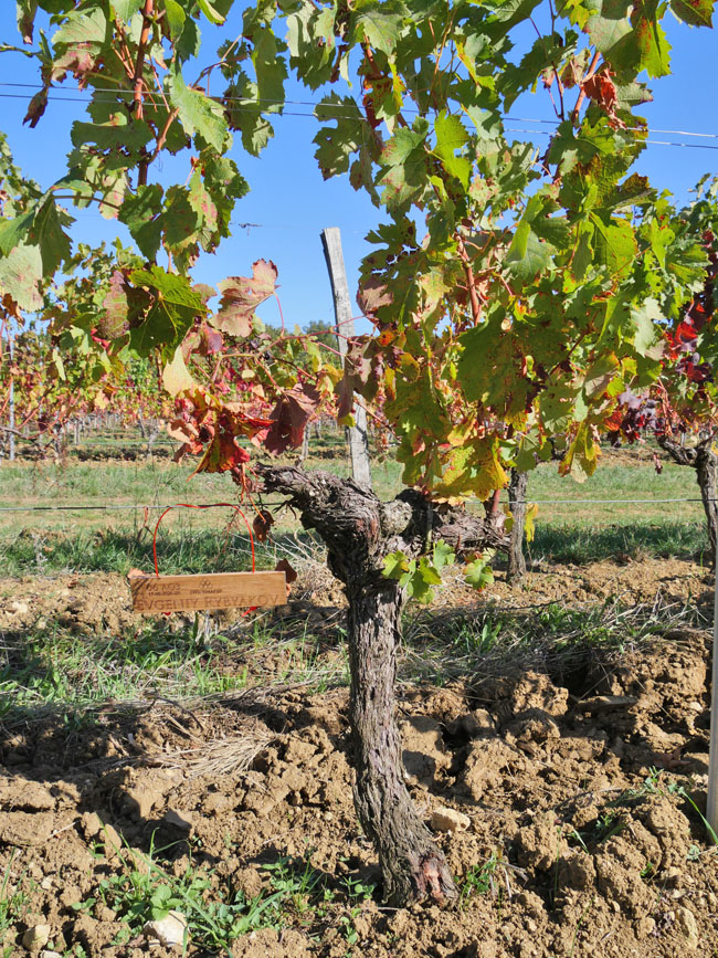 Виноградник на урожай